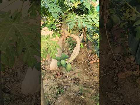 Amazing Multiple Branches in Papaya tree in Saudi Arab  Nursary