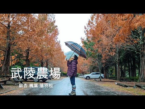 武陵農場之秋 | 車泊 | 銀杏 楓葉 落羽松