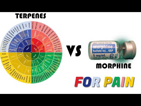 Are Terpenes as Effective as Morphine for Pain?