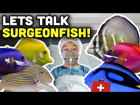 Talking Fish: Surgeonfish, Tangs and The Acanthuridae Fish Family!