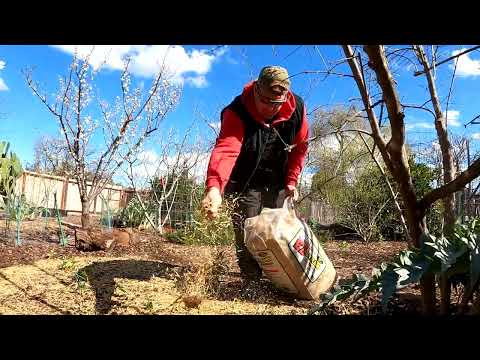 DIRECT SOWING Wildflowers & Veggie SEEDS in a Woodchip Mulched Garden