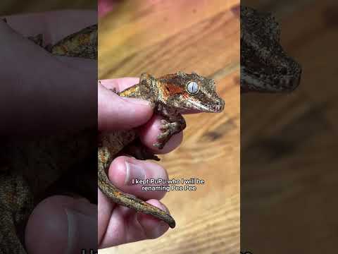 Miracle gecko update