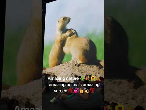 Amazing nature, amazing animals and screen.