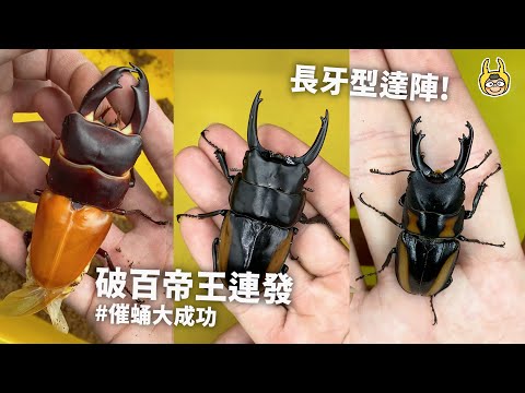 破百帝王連發！催蛹竟然大獲成功，長牙型鋸鍬登場【飼育屋】