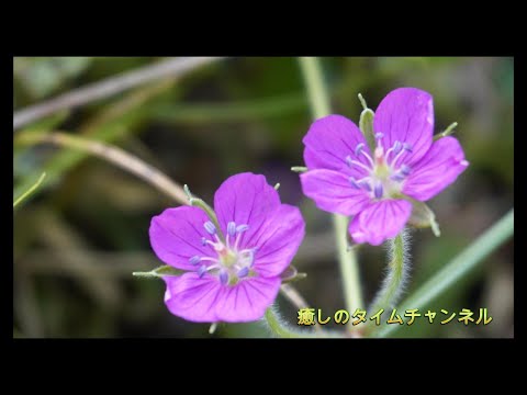 初秋の山野草