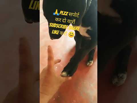 #therealfununlimited #phonk #music #beats #remix #dnb #funny #tiktok #labrador  #rjkisnaa