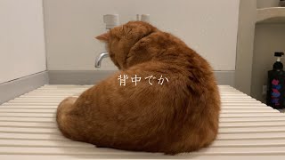 お風呂で背中がでかい猫＃６