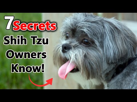 7 Things Only Shih Tzu Owners Understand