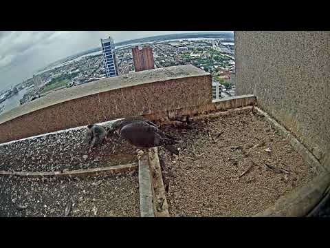 Peregrine Falcons Cam 06-21-2018 11:05:50 - 12:05:50