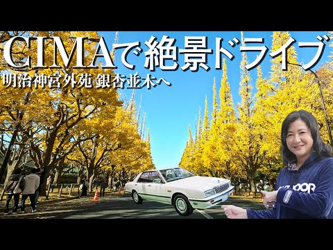 【ドライブ】愛車歴30年以上の日産シーマで「イチョウ並木」を紅葉ドライブ🍁【車窓映像】