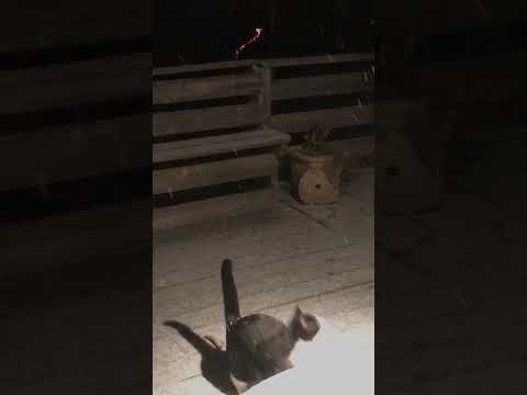 Adorable Cat Tries to Catch Snowflakes