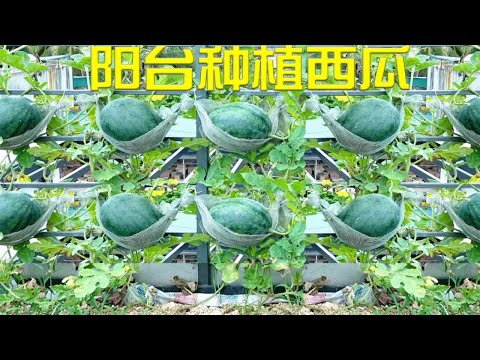 在阳台种植西瓜，不仅节省空间，而且还方便管理，值得一试