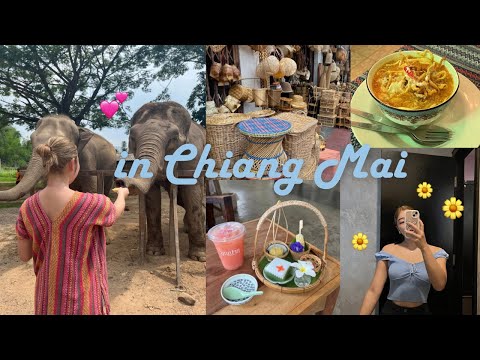 I became friends with elephants in Chiang Mai!🐘💚| MY FAV KHAO SOI 🤤