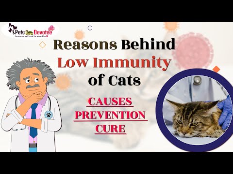 Key Reasons Behind Low Immunity in Cats  How to Boost Your Cat's Health