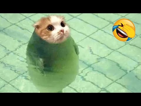 Best Funny Animals 2024 😍 Funniest Dogs and Cats 😻🐶 part 7