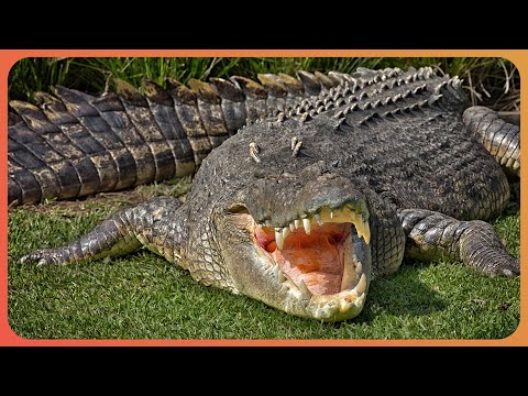 Which Predator Has The Deadliest Bite? (4K Documentary)