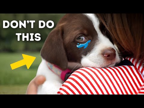 13 Things Dogs Hate That Humans Do