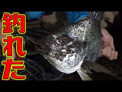 ハゼを釣って泳がせる釣り「ハゼ泳がせ釣り」は釣れます！