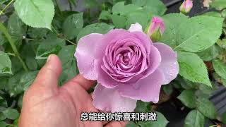 薰衣草花环月季：一种让你爱不释手的蓝紫色系月季