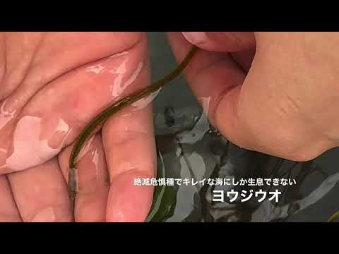 [小学生]  海で見つけた生き物図鑑