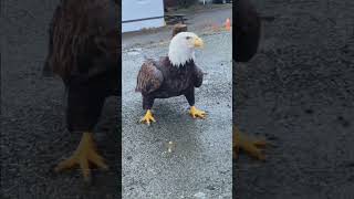 Animais Incriveis! Como as Águias Americanas Podem ser Enormes!