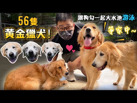 56隻黃金獵犬的狗園!等家中!超多黃金下水游泳療癒畫面!公館市集義賣領養!【公益】【許伯簡芝】Golden Retriever