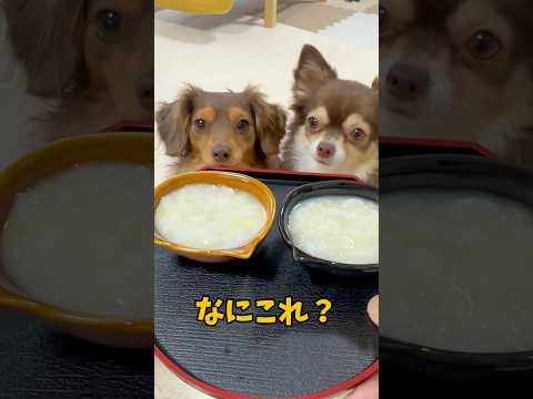 犬にもお粥！冷えて疲れた胃腸に優しい #1219 #dog