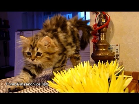 Cute Kittens gardeners