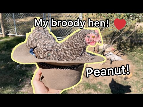 Peanut The Broody Hen! More about my brooding bird.