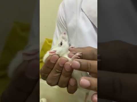 How to Handel Rat in Lab #pharmacology #pharmacologylab #medical #shorts #ytshorts #mpharm