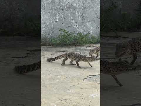 Baby Crocodile Battle! #youtubeshorts #shortsfeed #crocodile