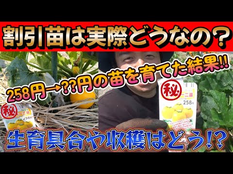 【家庭菜園】割引で激安○○円で購入した苗は実際どうなの？ちゃんと育てれた？収穫できた？真実は如何に!?【園芸】【栽培】【農業初心者】