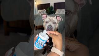 Relaxing Dog Grooming Routine #doglover #dogtips #dogcare #doggrooming #viral #dogs #pitbull #shorts