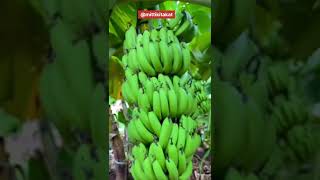 Banana 🍌 farming || Banana and onions farming || intercroping #shorts