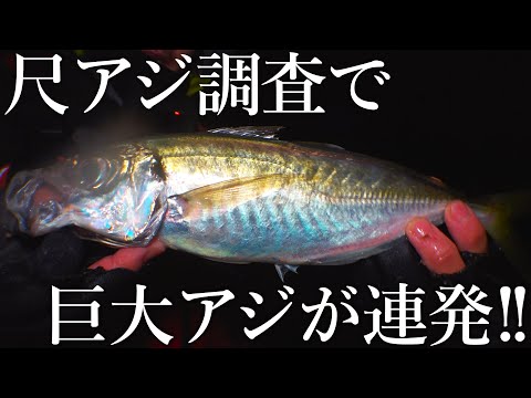 極太の巨大アジが連発！厳寒期の尺アジ調査で想像を絶するサイズが釣れました