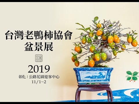 2019 台灣老鴨柿盆栽協會展∣姬柿、常盤柿、老爺柿展覽∣Bonsai Exhibition / Diospyros rhombifolia