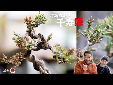 Let's make a mini bonsai with Senju Hime (Kuromatsu) bought in Takamatsu [Bonsai Q]