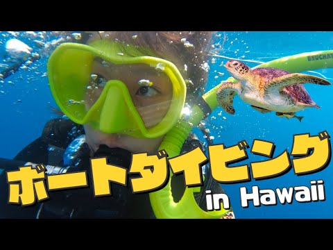 ハワイの沈船を巡るボートダイビング!! ウミガメ大接近! そしてまさかのあの大物に遭遇！？