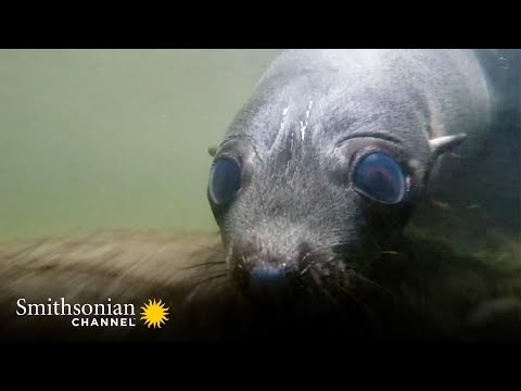 Seal Pups Venture Away from their Colony for the First Time 🦭 Into The Wild New Zealand