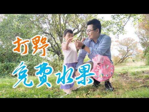 免费水果自助，水果树下现摘现吃太美味了(新西兰 Harold Vlog 840)