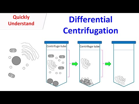 differential centrifuge