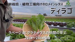 水耕栽培・植物工場向けのロメインレタス　ディラゴ