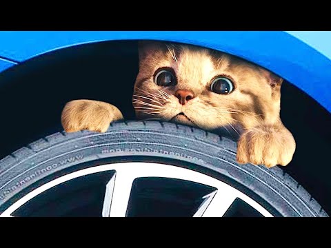 CUTE LITTLE KITTEN ADVENTURE  OF A LITTLE KITTY 😸 Cat Play Fun Pet Care VIDEO FOR PRESCHOOLERS #1153