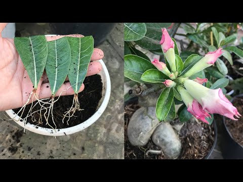 With just a few Plumeria flower leaves, I have 100% successful propagation