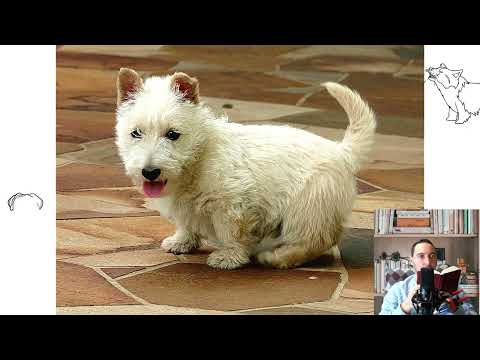 Scottish Terrier also known as the Aberdeen Terrier popularly called the Scottie