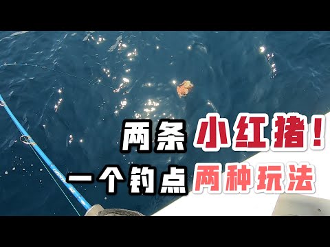 两头“红猪”价值几何？一个钓点两种钓法，收获罕见尺寸小猪！#慢摇铁板 #海钓 #船钓 #石斑鱼