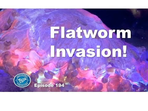 Flatworms in the marine aquarium | Episode 194