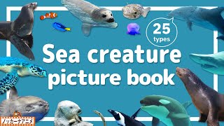 Sea Creature Picture Book | Video for Kids 【海の生きもの図鑑】25種類のいろんな生き物をみてみよう！英語知育アニメ