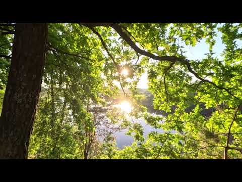 Energy of Nature: Sunrise, Sounds of Nature, Walk along the River, Stress relief, Relax