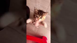 funny cat#cat#cats#catlover #catshorts #funnycats#youtubeshorts #funnyvideo #music#bigflowercat